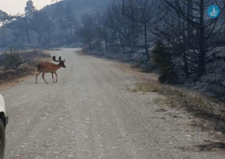 Σε επιφυλακή παραμένει η Πυροσβεστική στη νότια Ρόδο