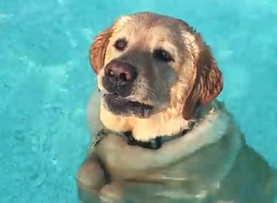 Ο σκύλος που περπατάει στην πισίνα (γιατί μπορεί!)