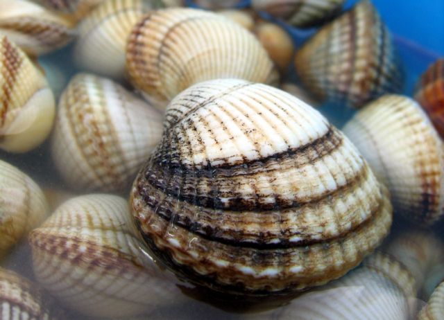 Παράξενος «μεταδοτικός καρκίνος» μαστίζει μύδια και κυδώνια