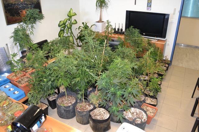 Οργανωμένα εργαστήρια υδροπονικής καλλιέργειας χασίς σε σπίτι στο Ηράκλειο