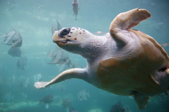 «Η καλύτερη χρονιά» για τις χελώνες Caretta caretta στη Ζάκυνθο
