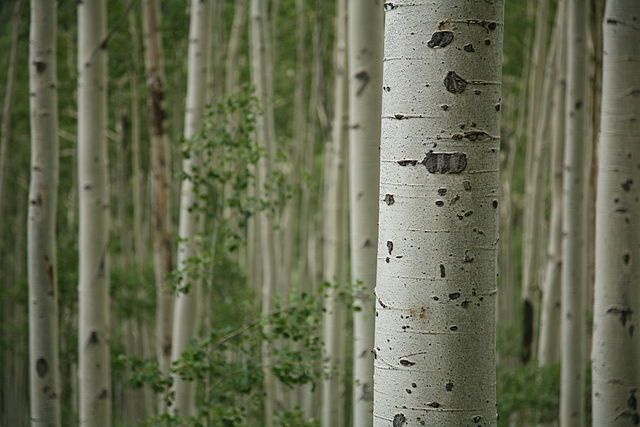 «Μεταλλαγμένα» δέντρα δίνουν περισσότερα βιοκαύσιμα