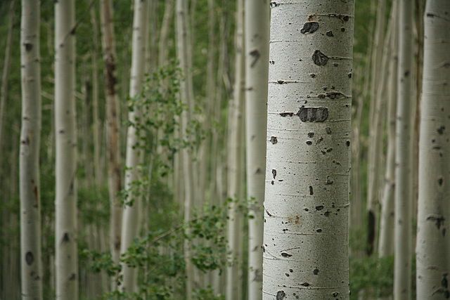 «Μεταλλαγμένα» δέντρα δίνουν περισσότερα βιοκαύσιμα