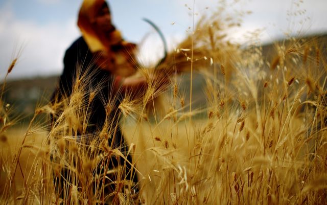 Η γεωργία «εφευρέθηκε δύο φορές»