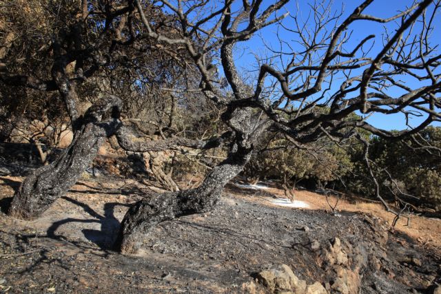 Αποστόλου: Ταχύτερα αυτή τη φορά η αποζημίωση των μαστιχοπαραγωγών στη Χίο