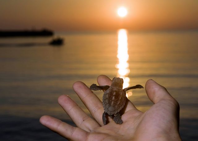 Τα πρώτα χελωνάκια του 2016 κολυμπάνε στα νερά της Κρήτης