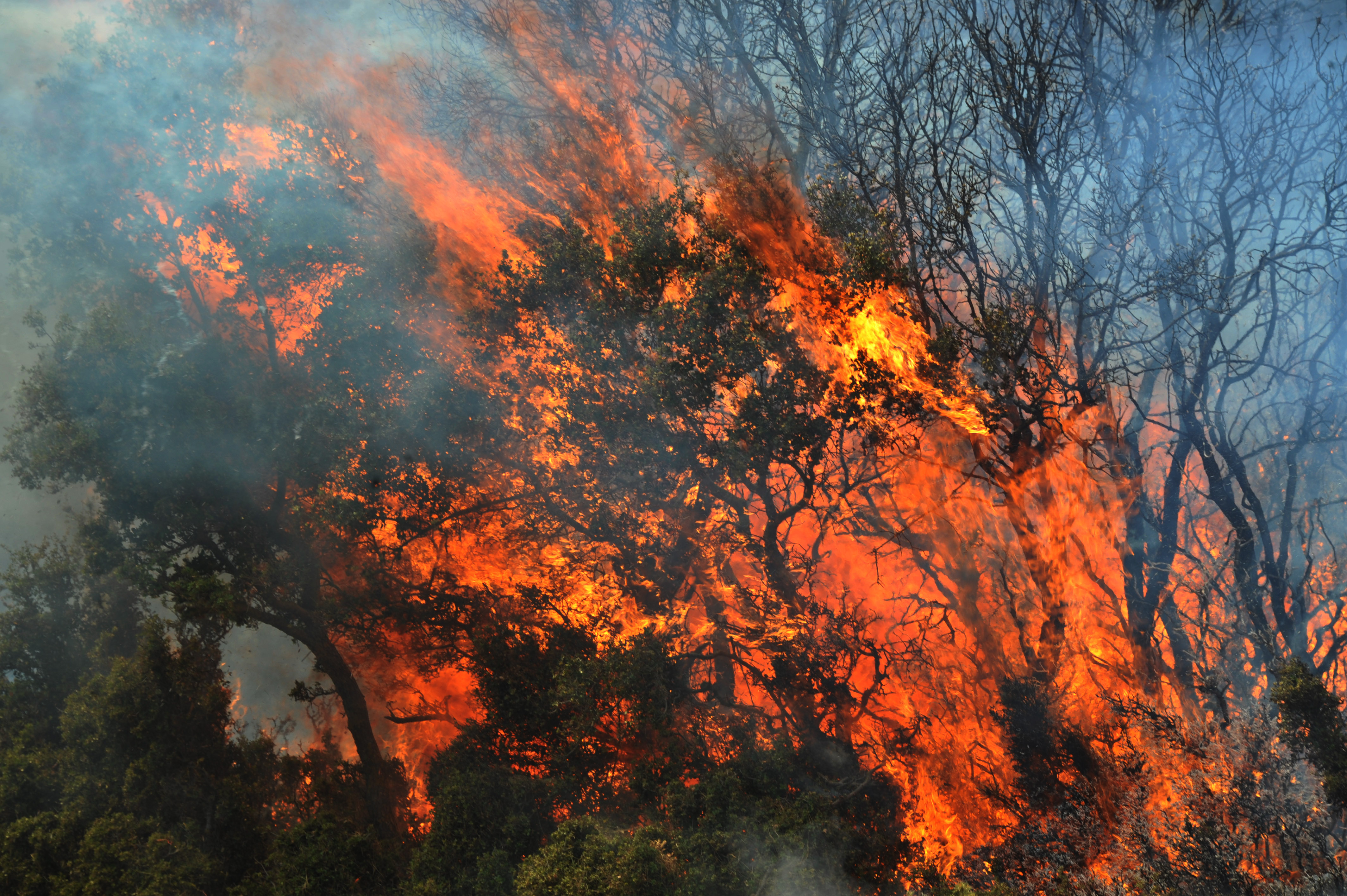 Πυρκαγιά στη Λακωνία – Στη φυλακή 37χρονος για 12 φωτιές στον Ασπρόπυργο