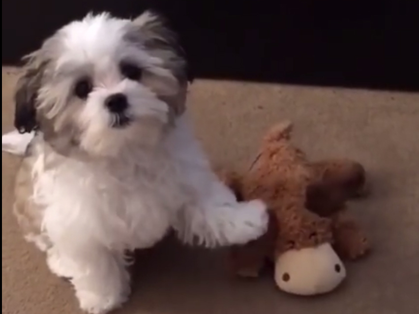 Ποιος είναι ο καλύτερος φίλος του Μπέντζι;