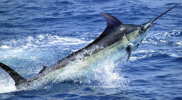 Ο ξιφίας χρειάζεται λιπαντικό για να φτάσει τα 100 χλμ/ώρα