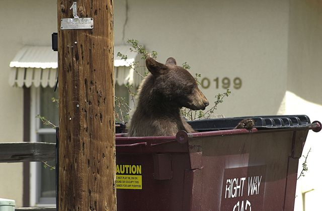 Η ζωή στη χωματερή μετατρέπει τις αρκούδες σε κοπρόσκυλα
