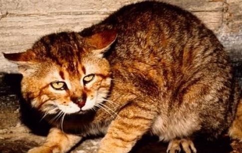 Το αιλουροειδές (ή φουρόγατος) έγινε μαντινάδα