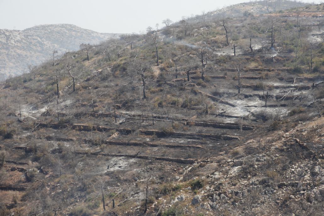 Χίος: Σε πυρόπληκτους μαστιχοκαλλιεργητές έσοδα από τις ενορίες