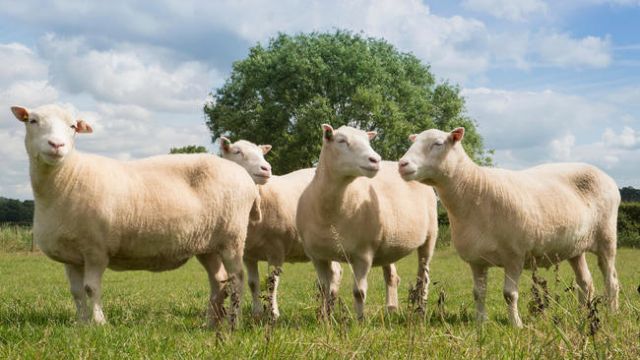 Τα αδέλφια της Ντόλι χαίρουν άκρας υγείας