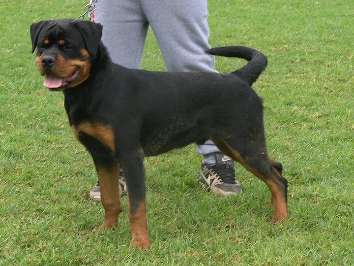 Στο νοσοκομείο παραμένει το κοριτσάκι που δέχθηκε επίθεση από ροτβάιλερ