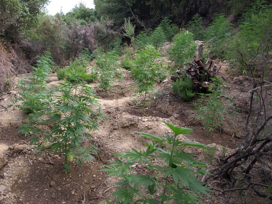 Πάνω από 1.100 δενδρύλλια χασίς εντόπισε ελικόπτερο της ΕΛ.ΑΣ. στη Λακωνία