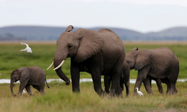 «Περιορίζεται» η σφαγή των ελεφάντων στην Αφρική