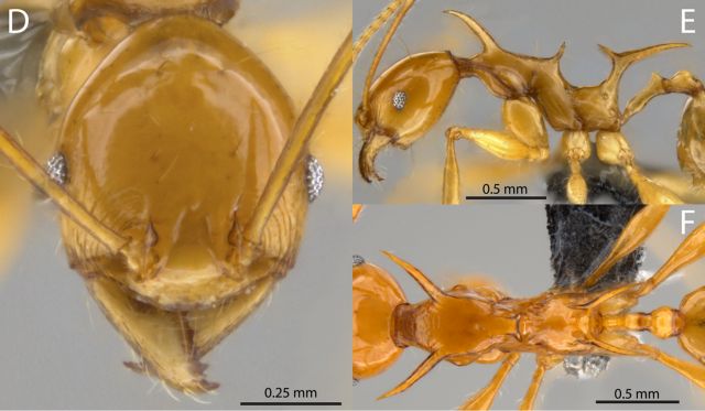 Τα μυρμήγκια του Game of Thrones