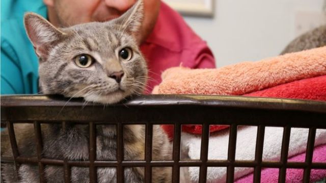 Επέζησε γάτος που «πλύθηκε» στο πλυντήριο στους 60 βαθμούς….