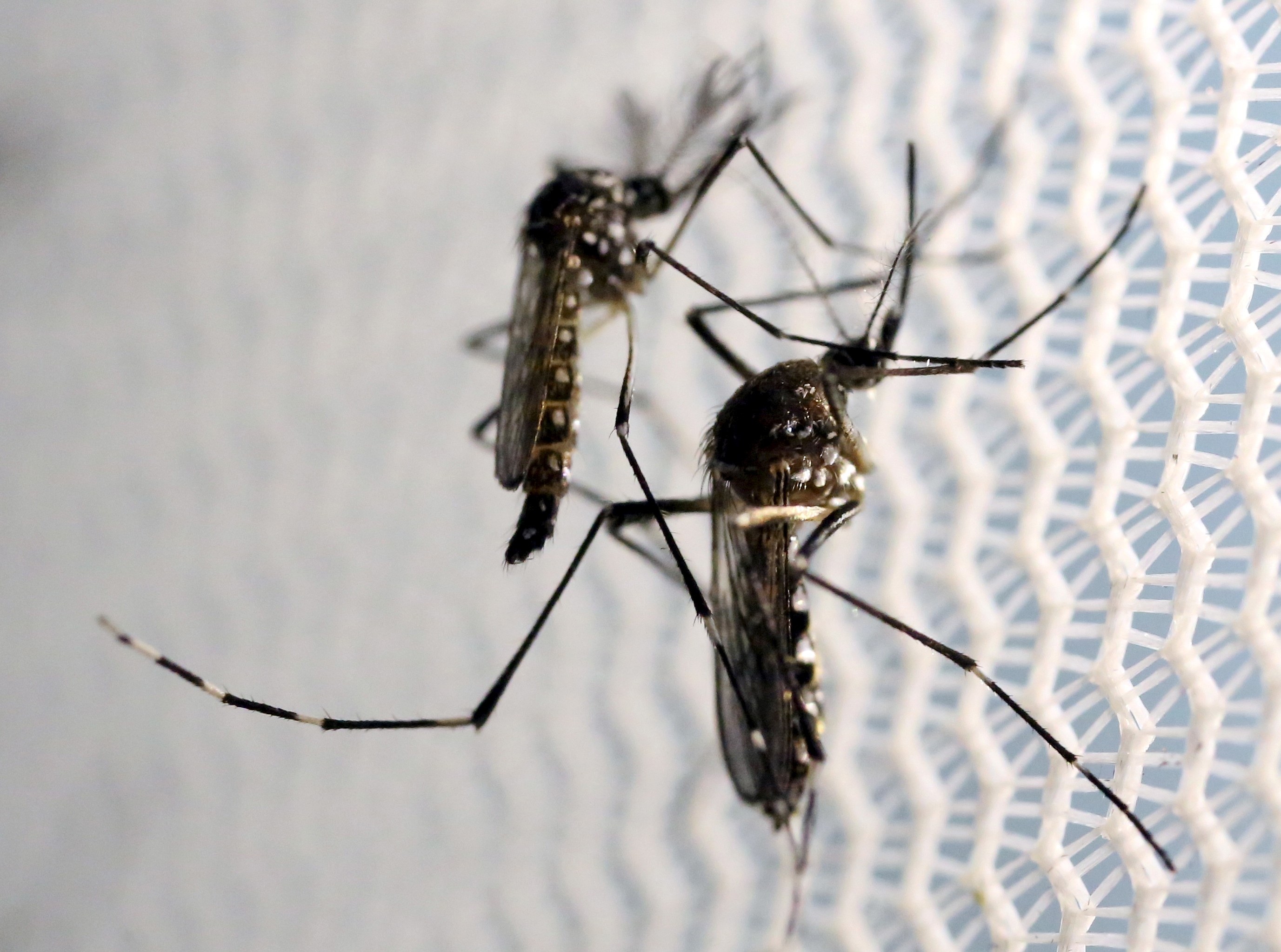 Κουνούπια μολυσμένα με τον ιό Ζίκα και στη Φλόριντα;