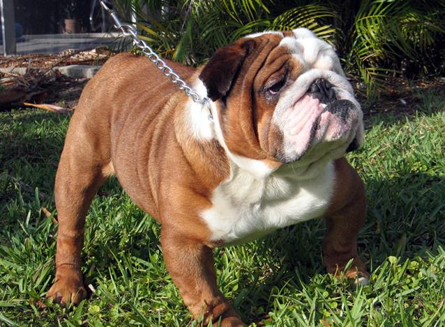 Το αγγλικό μπουλντόγκ σε γενετικό αδιέξοδο