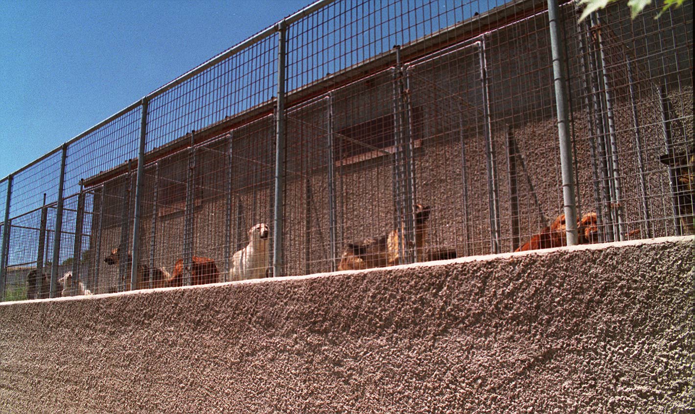 Φυλάκιση με αναστολή και υψηλά πρόστιμα στον 37χρονο που σκότωσε κι έκαψε δύο σκυλιά