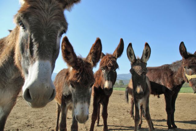 Πρόστιμα του ΣΔΟΕ και στα γαϊδουράκια της Λίνδου