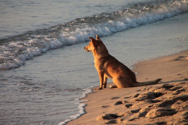 Παραλίες φιλικές για σκύλους στον δήμο Θερμαϊκού