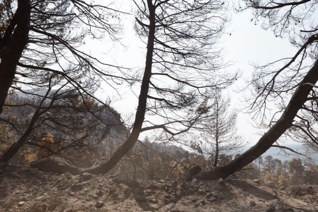 ΕΣΕΕ: Μέτρα για ανακούφιση επιχειρήσεων στις πυρόπληκτες Εύβοια και Χίο