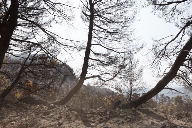Το μυστήριο με την απανθρακωμένη σορό στην πυρκαγιά της Εύβοιας