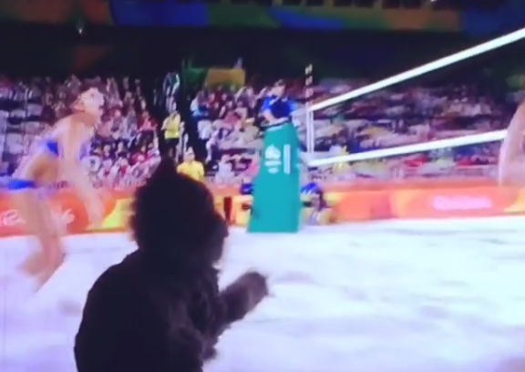 Το γατάκι που θα ήθελε να παίζει μπιτς βόλεϊ