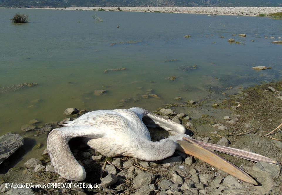 Τοξικά βακτήρια σκοτώνουν τα πουλιά στη λίμνη Κάρλα