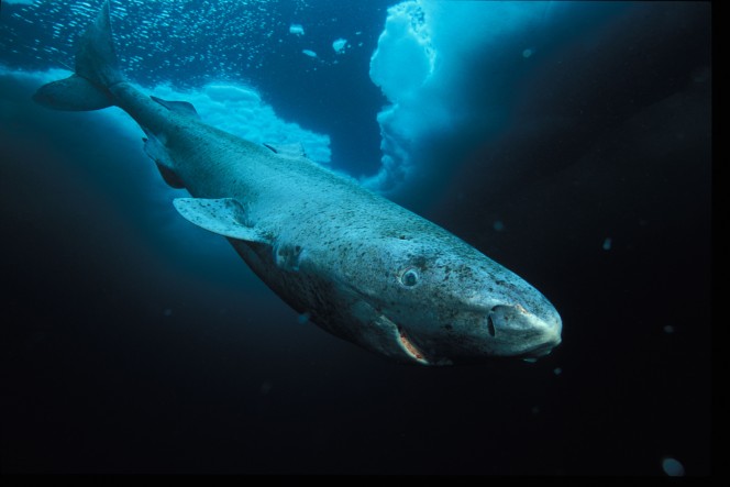 Καρχαρίας 400 ετών είναι το μακροβιότερο σπονδυλωτό