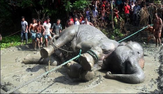 Τραγική κατάληξη για ελέφαντα που ταξίδεψε μόνος 1.700 χιλιόμετρα
