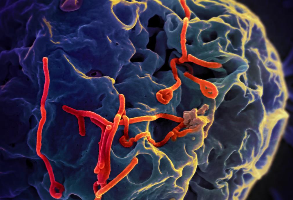 Γενετική σάρωση ανιχνεύει χιλιάδες άγνωστους ιούς