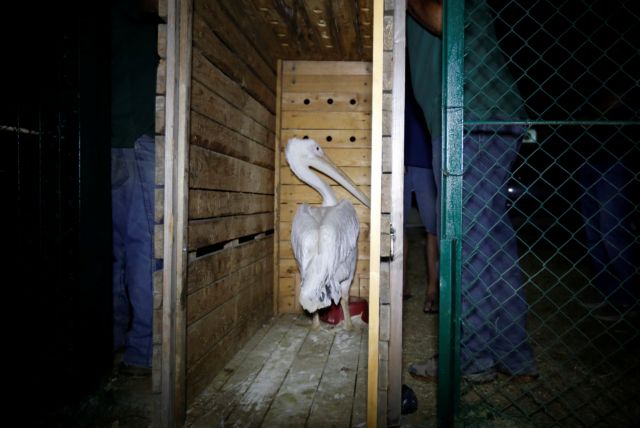 Απομακρύνθηκαν οι επιζώντες του «χειρότερου ζωολογικού κήπου στον κόσμο»