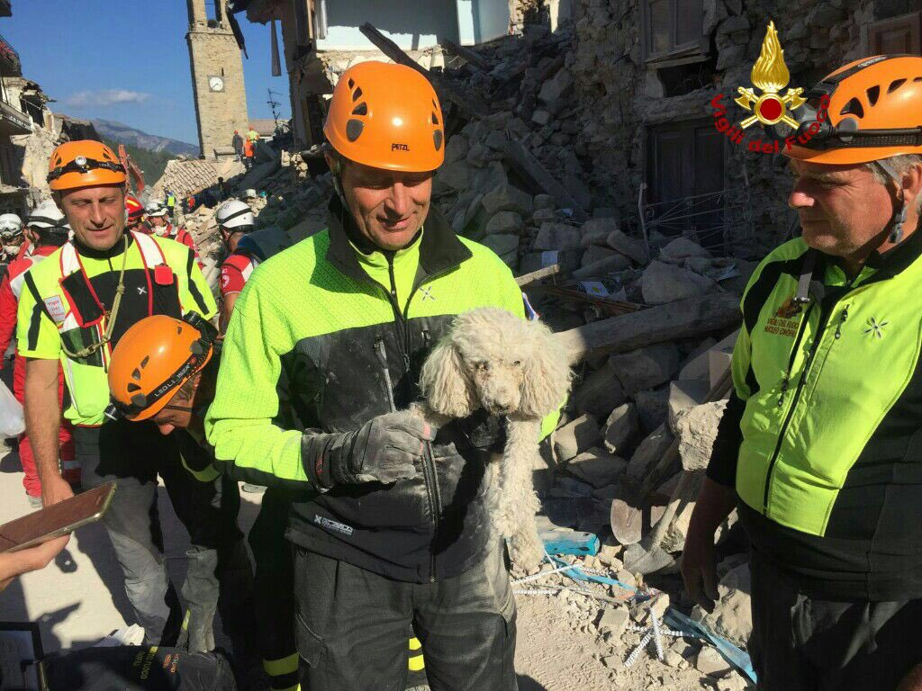 Τετράποδη διάσωση στην Ιταλία, σκύλος άντεξε 30 ώρες στα ερείπια