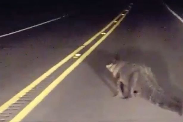 Αλιγάτορας προκαλεί κυκλοφοριακό σε δρόμο της Λουιζιάνα