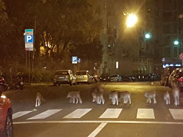 Οικογένεια αγριογούρουνων κόβει βόλτες σε κεντρικό δρόμο της Ιταλίας