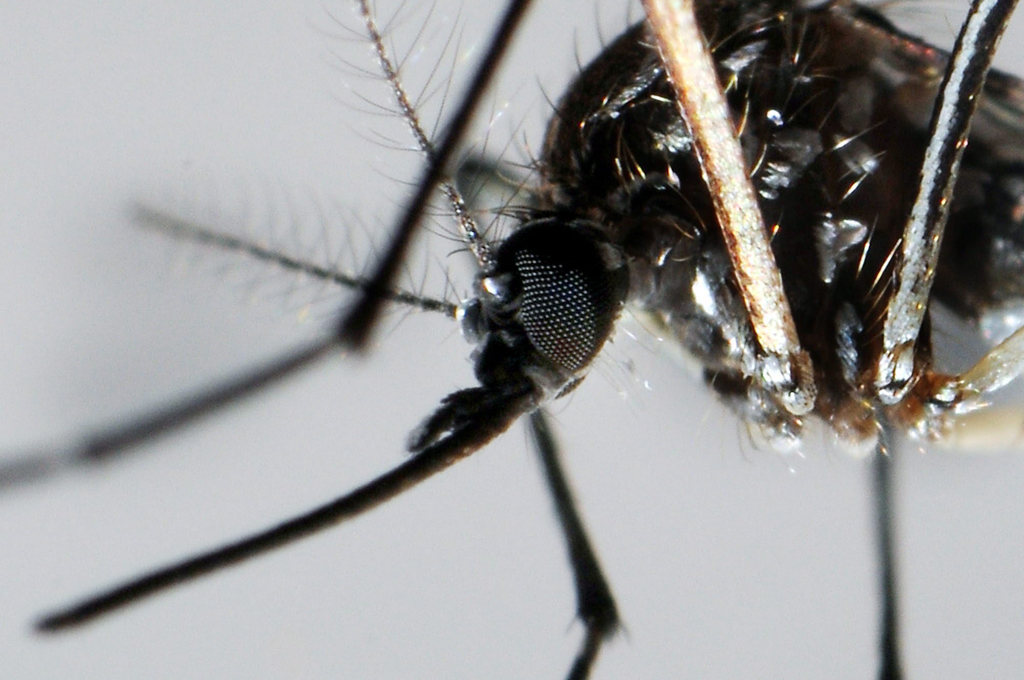 ΚΕΕΛΠΝΟ: Αναμενόμενη η εμφάνιση σποραδικών κρουσμάτων ελονοσίας
