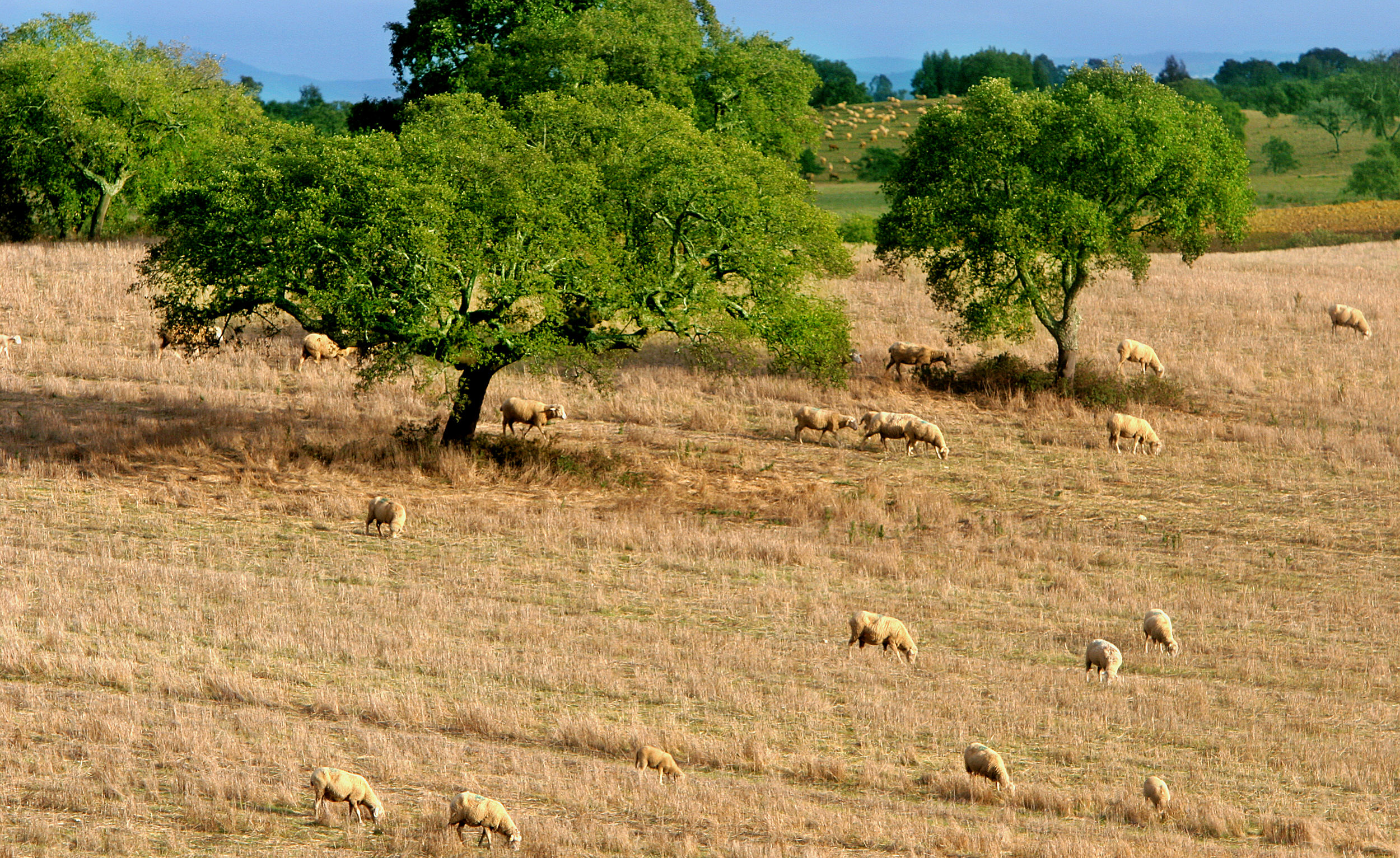 Νέα αποκάλυψη για τα βοσκοτόπια της Ιθάκης