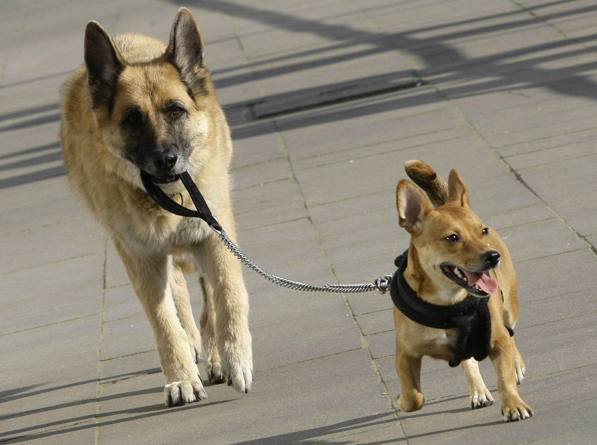 Ελβετία: Τα φροντιστήρια για κατόχους σκύλων απέτυχαν και καταργούνται