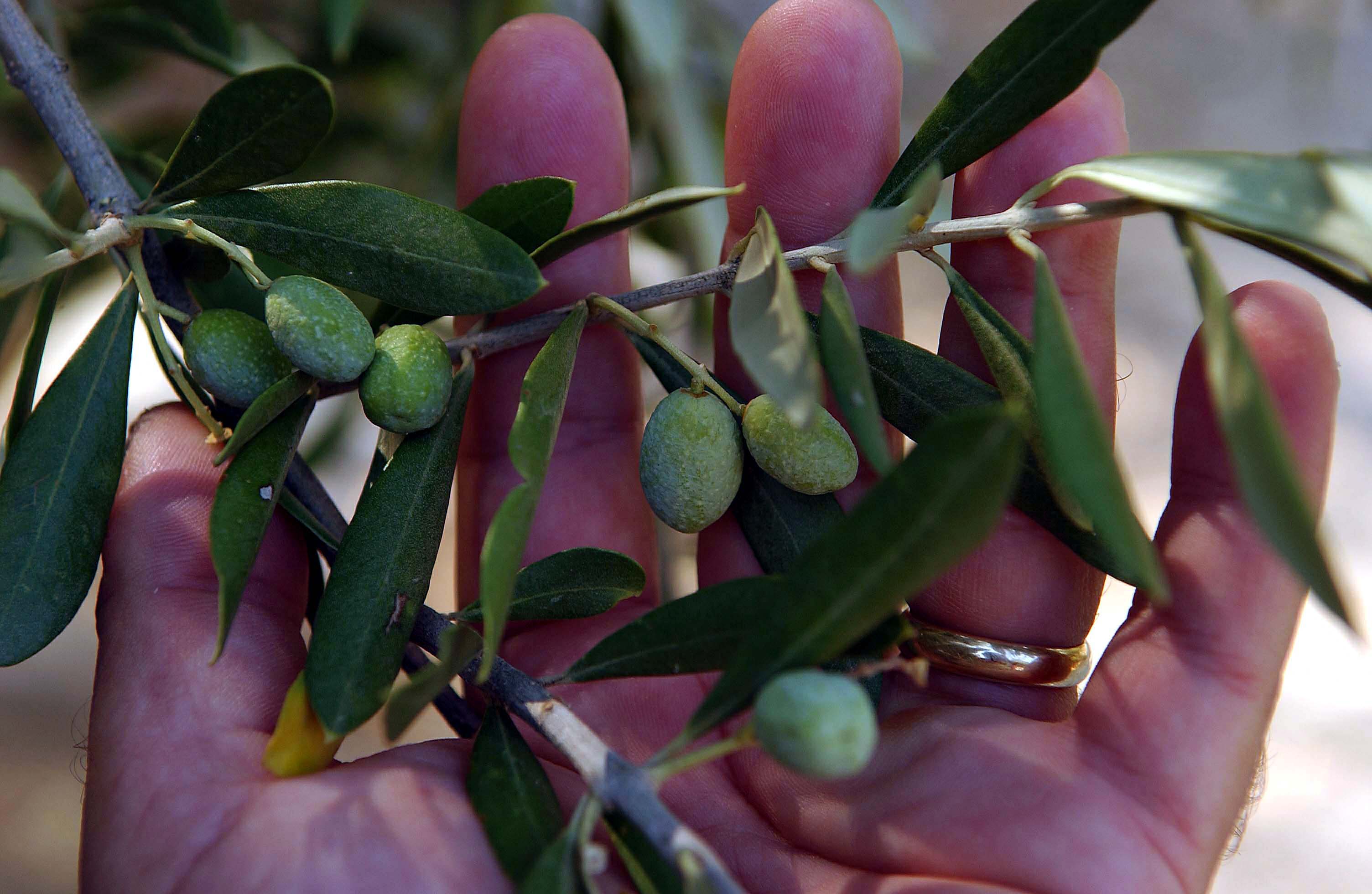 Δυνατότητα υδρολίπανσης των ελαιώνων από τα παραπροϊόντα ελαιουργείων