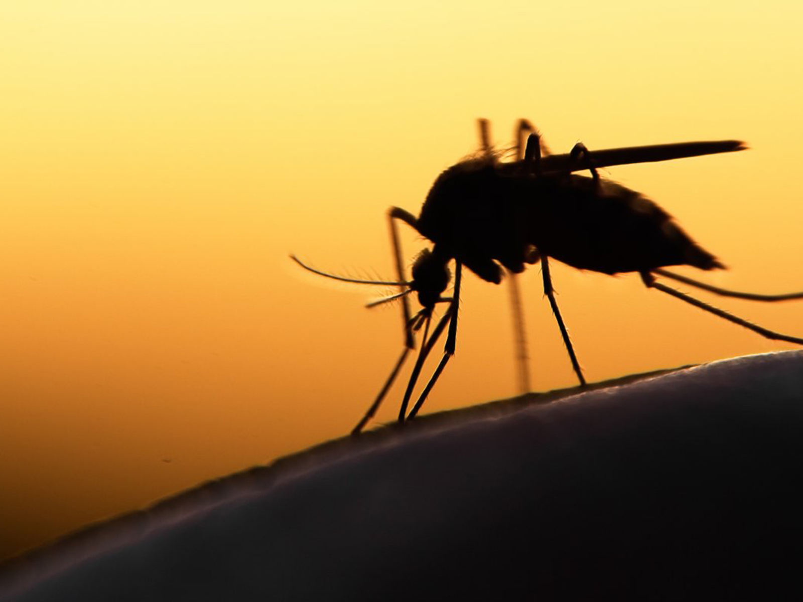 Ημερίδα για την «Ελονοσία στην Ελλάδα Σήμερα»