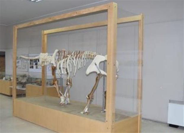 Τρισδιάστατος ο ελέφαντας της Τήλου στο Μουσείο Γεωλογίας και Παλαιοντολογίας