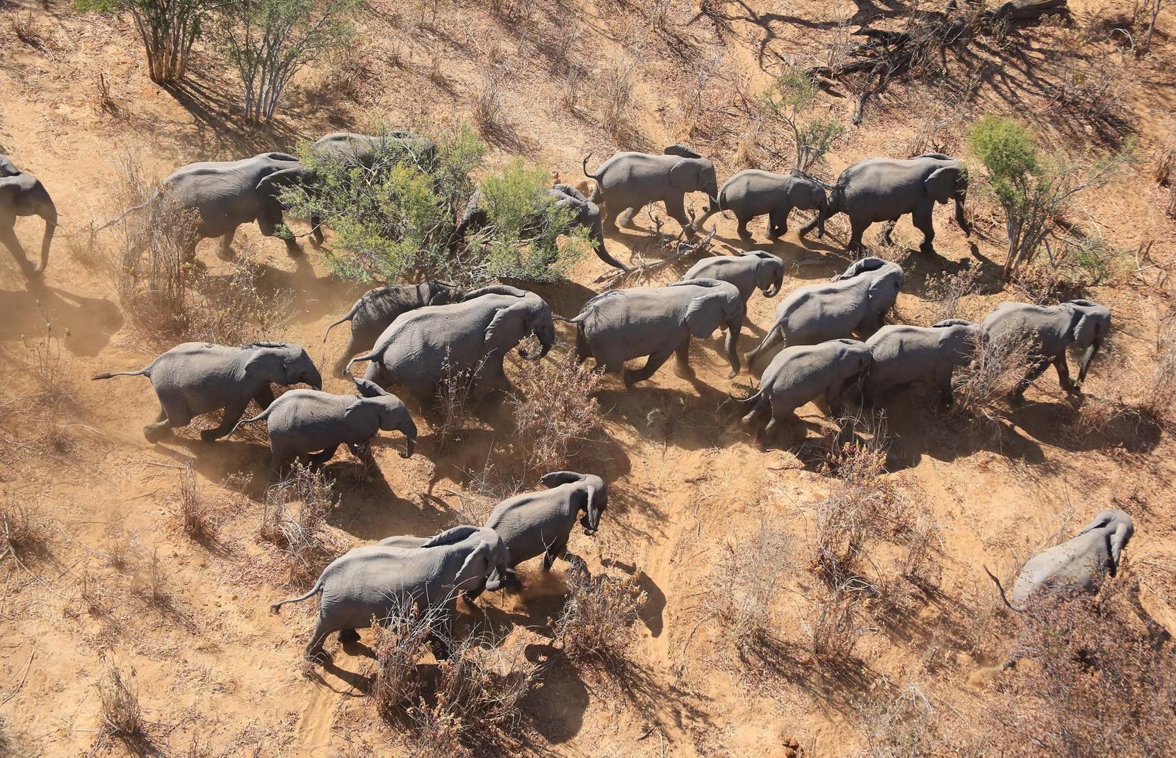 Μειώνεται ανησυχητικά ο αριθμός των ελεφάντων στην Αφρική