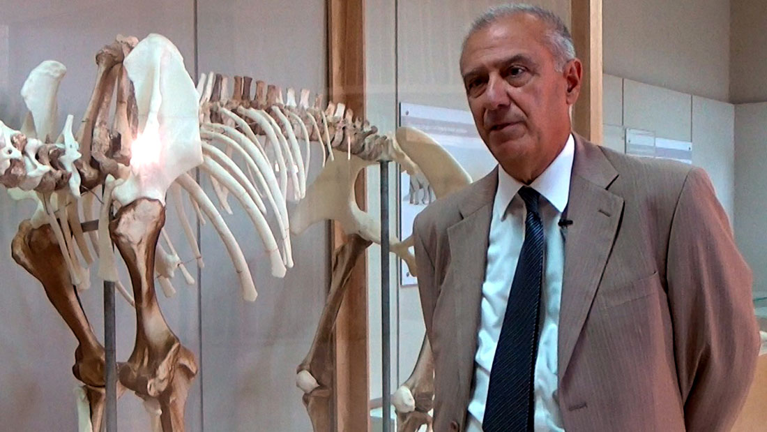 Ο Γεώργιος Θεοδώρου στο in.gr για τον ελέφαντα της Τήλου σε 3D