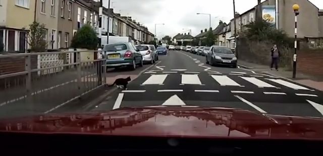 Η έξυπνη γάτα που διασχίζει τη λεωφόρο μόνο από τη διάβαση πεζών