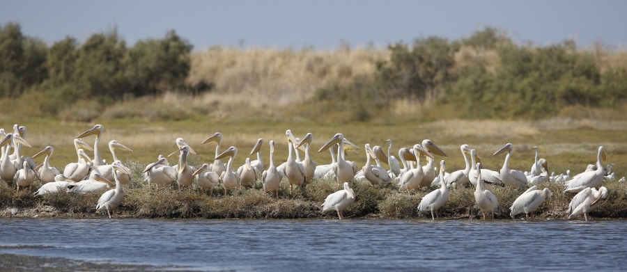 Το δάσος της Δαδιάς και το δέλτα του Έβρου