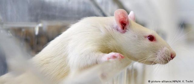 Ελλείψει σεξ οι αρουραίοι το ρίχνουν στα ναρκωτικά