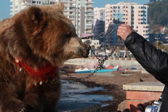 Καλύτερες μέρες για τις σιδηροδέσμιες αρκούδες της Αλβανίας
